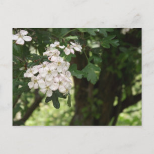 Hawthorn Blommar Vykort