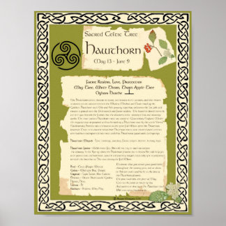 HAWTHORN CELTIC HELIG TRÄD POSTER