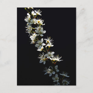 Hawthorn Flowers pccna Vykort