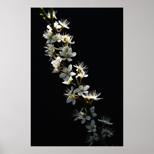 Hawthorn Flowers wapcn Poster (Framsidan)
