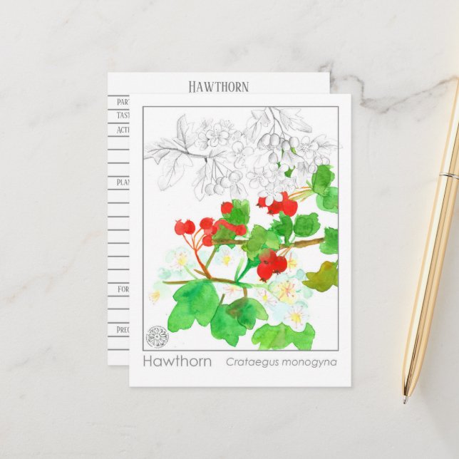 Hawthorn Materia Medica Monograph Herbal Study Vykort (Fram/Back In Situ)