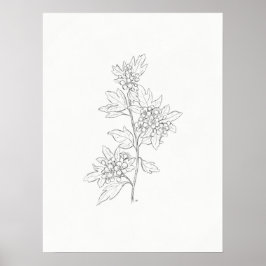 Hawthorn Sketch Art Skriv ut Poster