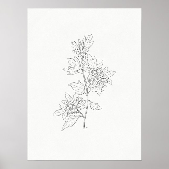 Hawthorn Sketch Art Skriv ut Poster (Framsidan)