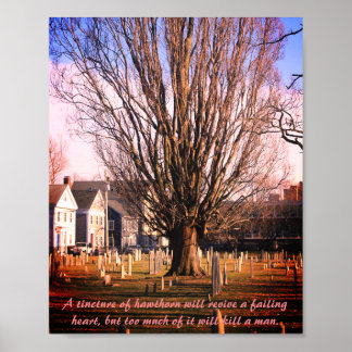 Hawthorn Träd Skriv ut Poster