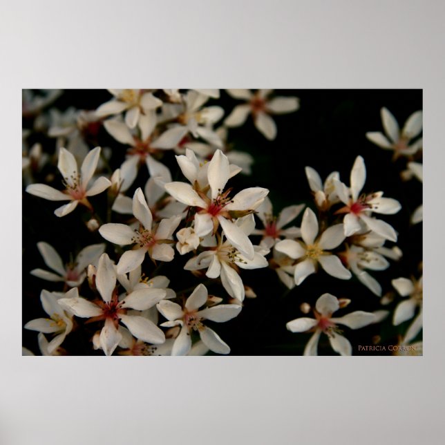 Hawthorne Poster (Framsidan)