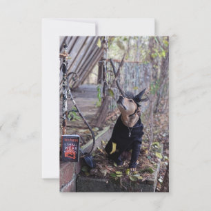 Häx kostym bok Rolig hund foto kort