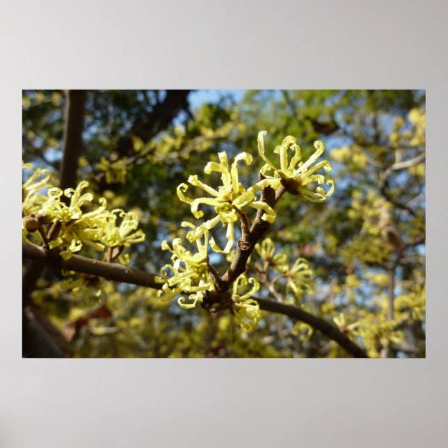 Häxalbuske Blommor Poster (Framsidan)