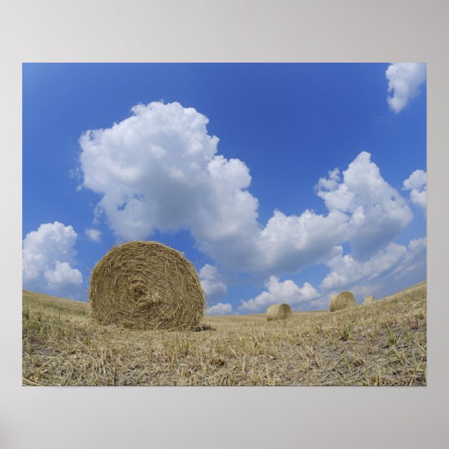 Hay Bales i Fält, Pienza, Val d'Orcia, Siena Poster (Framsidan)
