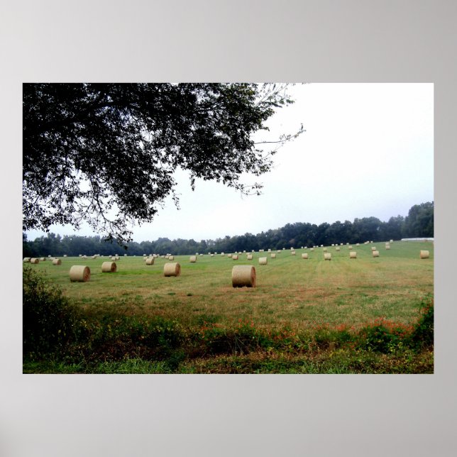 Hay Bales of Ocala Florida poster fotokonst (Framsidan)