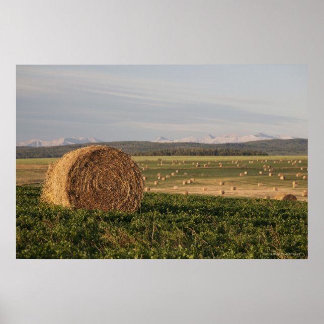 Hay Bali i Fält med berg vid soluppgång Poster (Framsidan)
