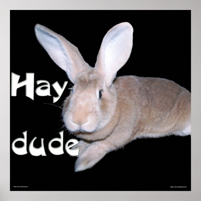 Hay Boy Poster (Framsidan)