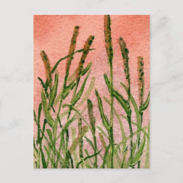 "Hay Someday" vykort för Land-vägar (Framsida)