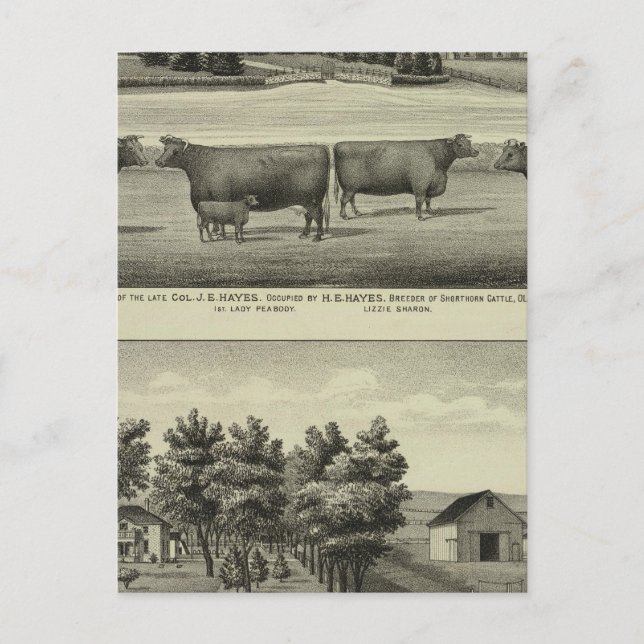Hayes, Olathe och Ellis bostad och gård Vykort (Framsida)