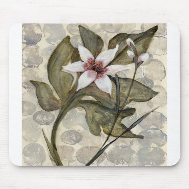 HAZ26 Amazonia 4.tif Musmatta (Framsidan)