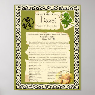 HAZEL CELTIC HELIG TRÄD POSTER