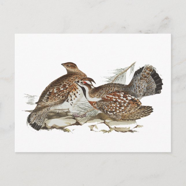 Hazel Grouse Vykort (Framsida)