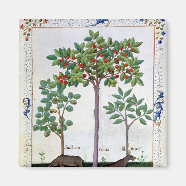 Hazelnut Bush och Cherry träd Magnet (Framsidan)