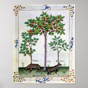 Hazelnut Bush och Cherry träd Poster