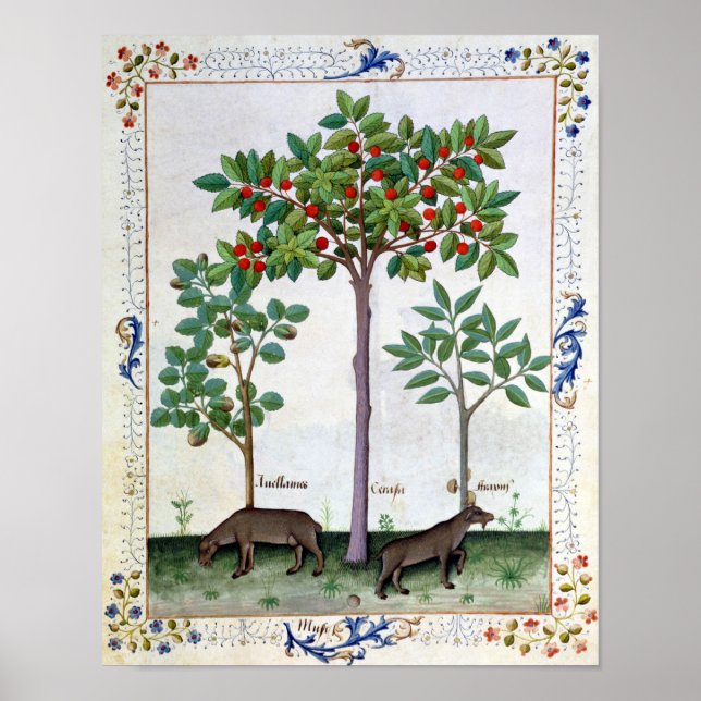Hazelnut Bush och Cherry träd Poster (Framsidan)