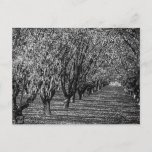 Hazelnut Farm i British Columbia Black and White Vykort