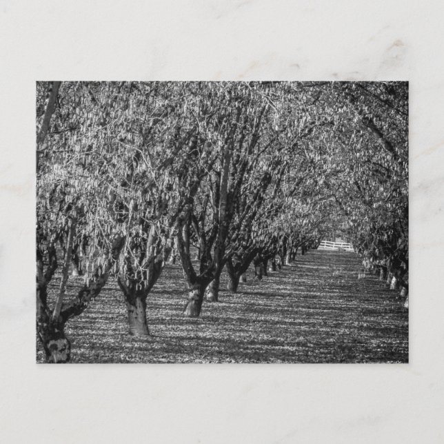 Hazelnut Farm i British Columbia Black and White Vykort (Framsida)