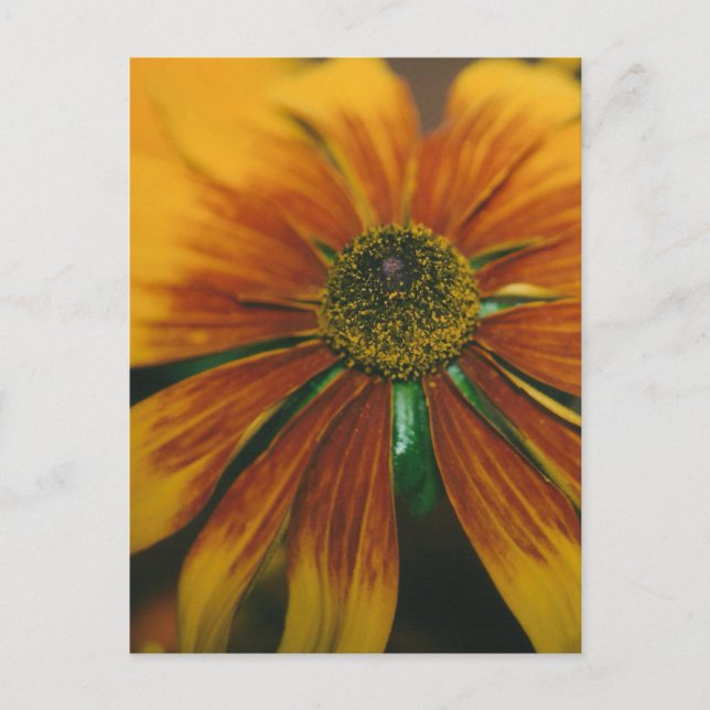 Hazy Daisy Vykort (Framsida)