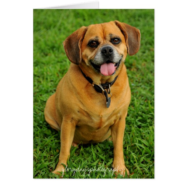 HCD_3984e glorydaysphotography Hälsningskort (Framsidan)