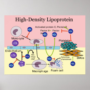 HDL-diagram med hög densitet Poster