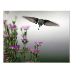 Head First Hummingbird Fototryck