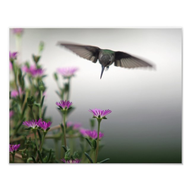 Head First Hummingbird Fototryck (Framsidan)