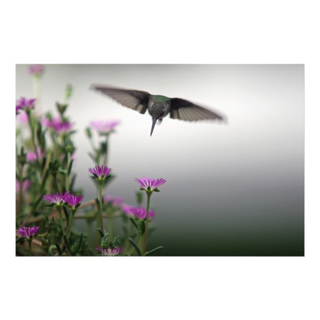 Head First Hummingbird Fototryck (Framsidan)