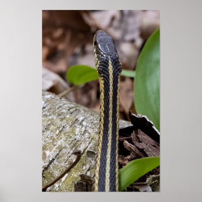Head of a Snake Poster (Framsidan)