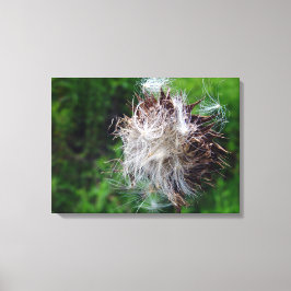 Head Of Bull Thistle  Canvastryck