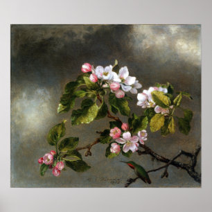 Heade - Hummingbird och äppelBlommar Poster