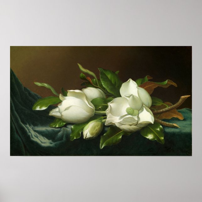 Heade - Magnolior på ljusblå sammetsduk Poster (Framsidan)