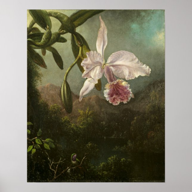 Heade - Orchid-Blommar Poster (Framsidan)