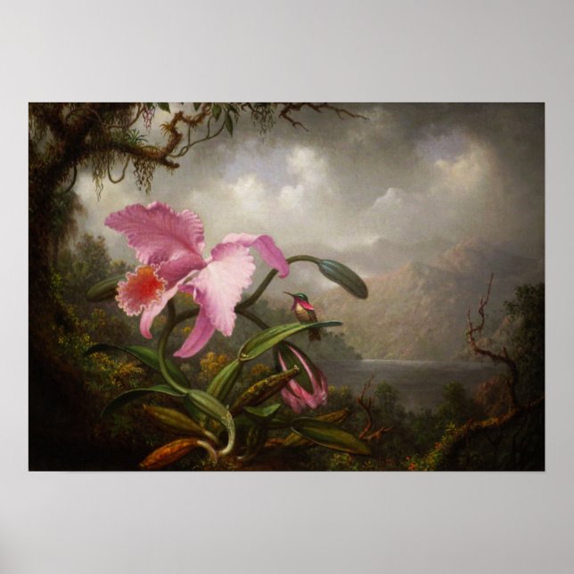 Heade - Orchid och Hummingbird Poster (Framsidan)