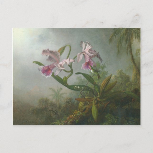 Heade - två Orchids och en Humming Bird Vykort (Framsida)