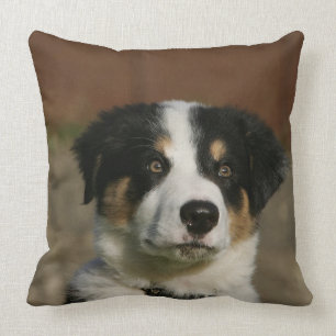 Headshot för valp för 12 vecka gammal gränsCollie Kudde