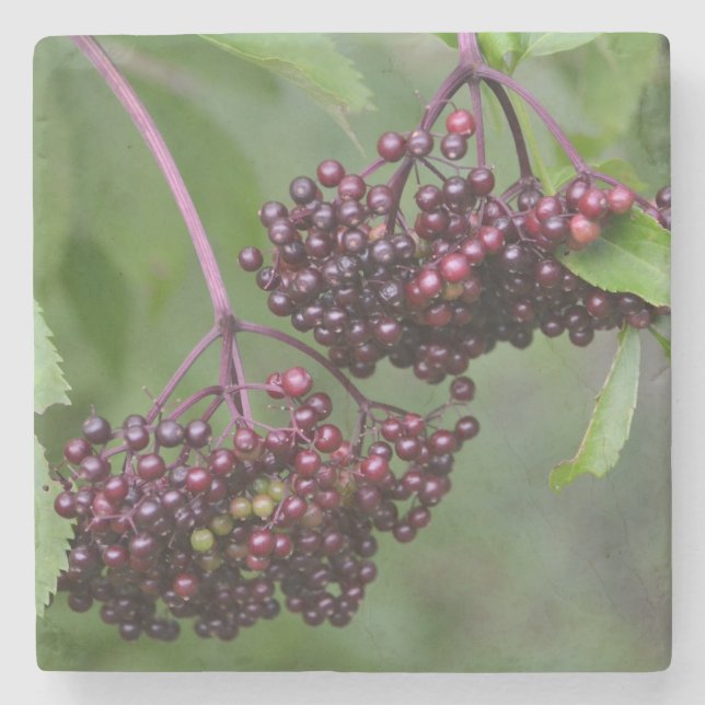 Healthy Elderbär Stenunderlägg (Framsidan)