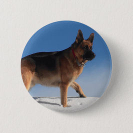 Healthy och Lycklig German Shepherd Hund Knapp