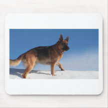 Healthy och Lycklig German Shepherd Hund