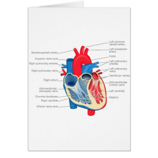 Heart_Anatomy Hälsningskort