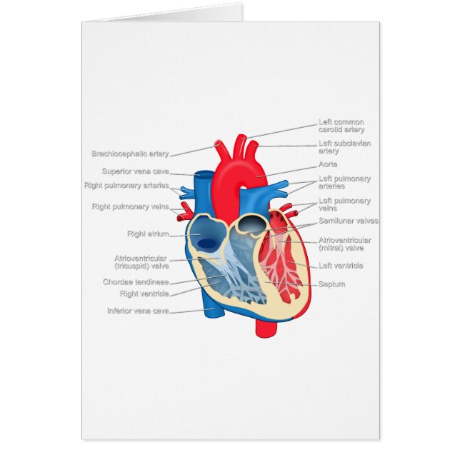 Heart_Anatomy Hälsningskort (Framsidan)