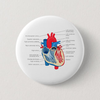 Heart_Anatomy Knapp