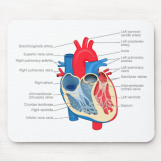 Heart_Anatomy Musmatta