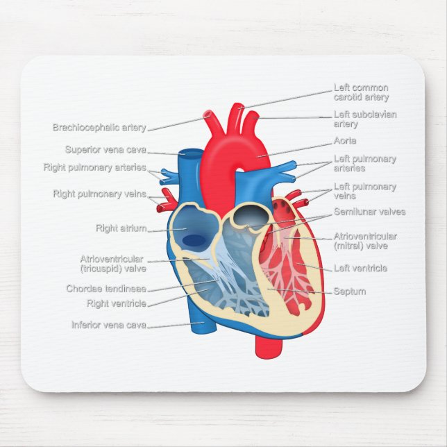 Heart_Anatomy Musmatta (Framsidan)
