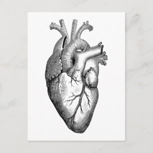 Heart Anatomy Science Vykort