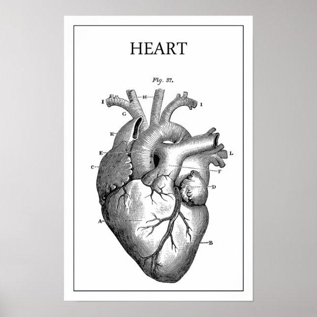 HEART ANATOMY VINTAGE POSTER (Framsidan)