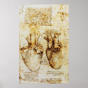 Heart,dess blodkärl,Leonardo Da Vinci,Sepia Poster